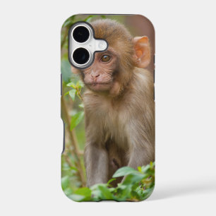 Rhesus Monkey Baby, Monkey Temple, Jaipur