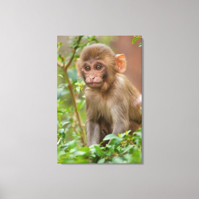 Rhesus Monkey Baby, Monkey Temple, Jaipur Canvas Print (Front)