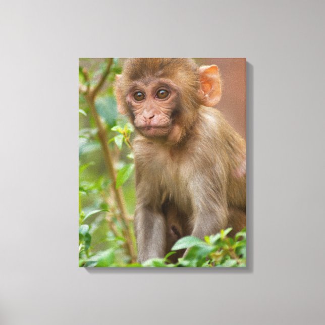 Rhesus Monkey Baby, Monkey Temple, Jaipur Canvas Print (Front)