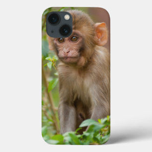 Rhesus Monkey Baby, Monkey Temple, Jaipur iPhone 13 Case