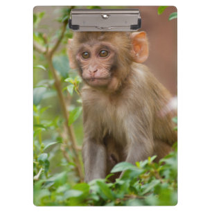 Rhesus Monkey Baby, Monkey Temple, Jaipur Clipboard