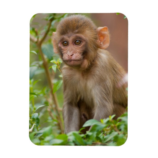 Rhesus Monkey Baby, Monkey Temple, Jaipur Magnet (Vertical)