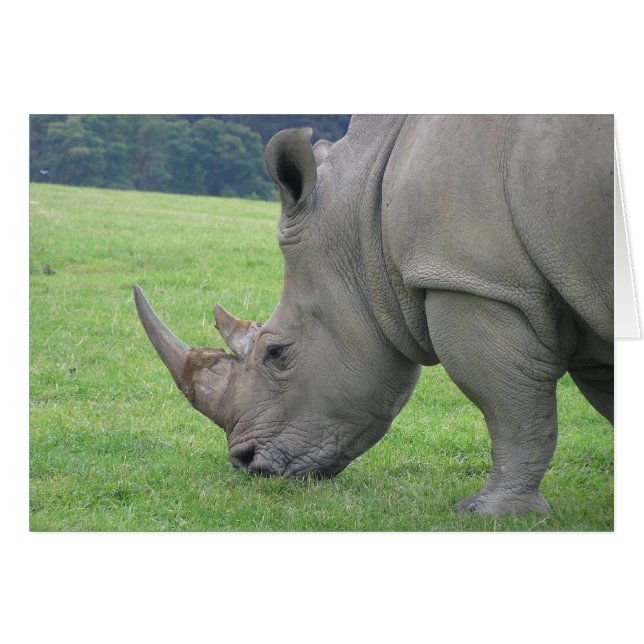 Rhino (Front Horizontal)