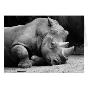 Rhino Black and White