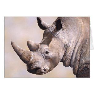Rhino Card