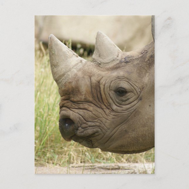 rhino close up postcard (Front)