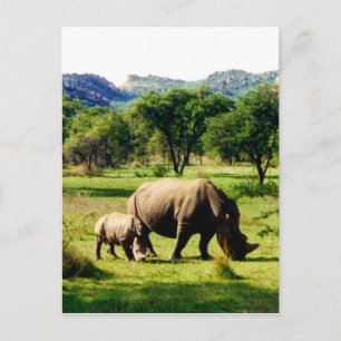 rhino family postcard