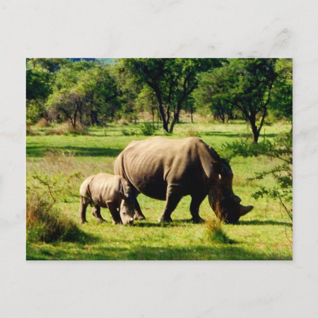 rhino grazing postcard (Front)