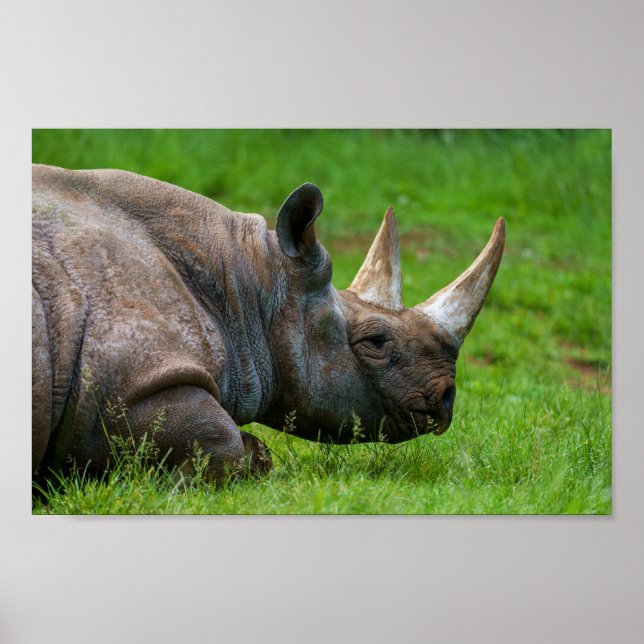 Rhino In The Grass Poster (Front)