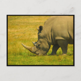 Rhino Photo Postcard