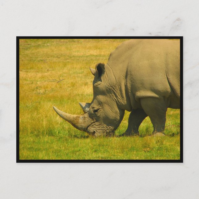 Rhino Photo Postcard (Front)