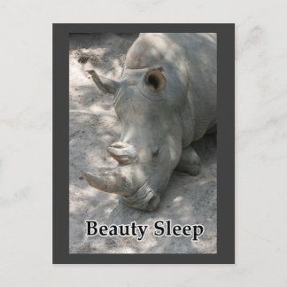 Rhino photograph with "Beauty Sleep" text Postcard
