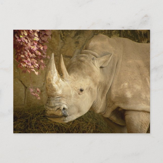 Rhino Postcard (Front)