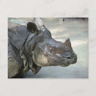 Rhino Postcard