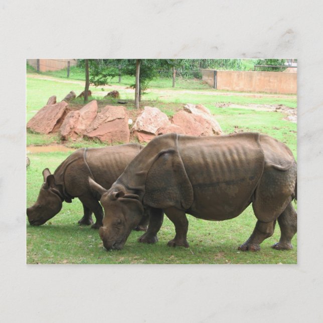 Rhino Postcard (Front)