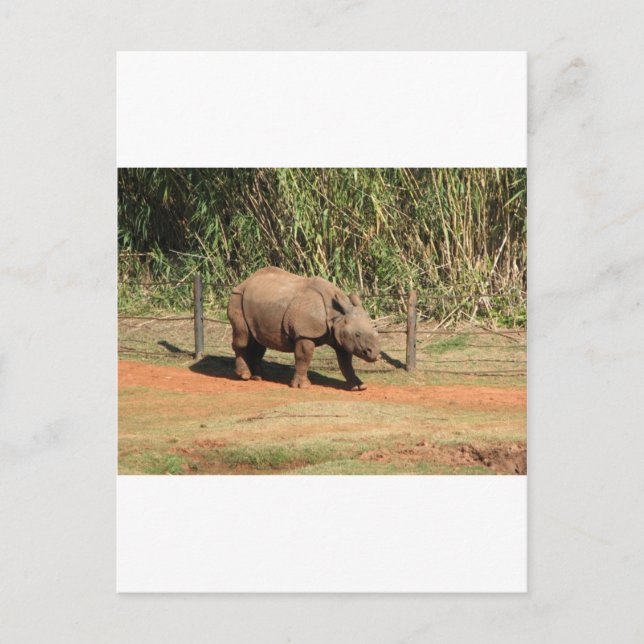 Rhino Postcard (Front)