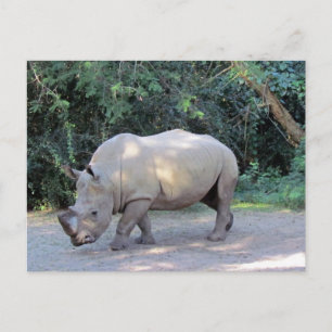 Rhino Postcard