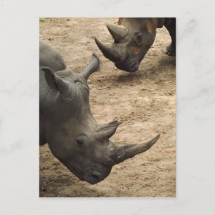 Rhino Postcard