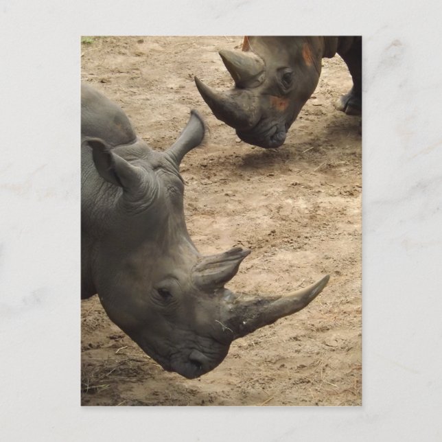 Rhino Postcard (Front)
