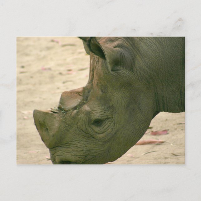 Rhino Postcard (Front)