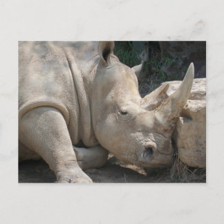 Rhino postcard