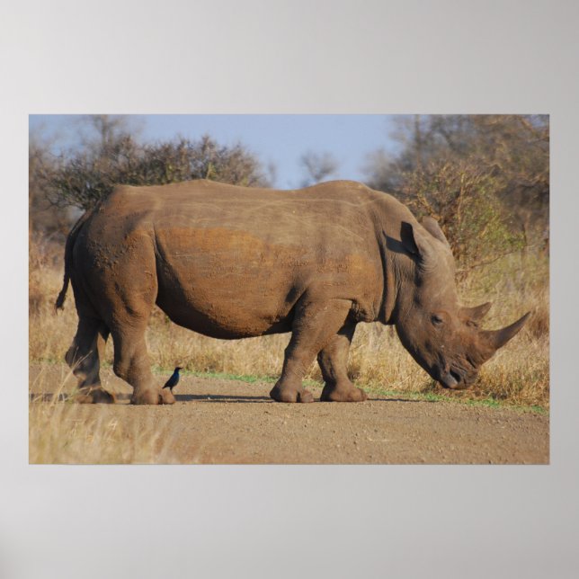 Rhino Poster (Front)