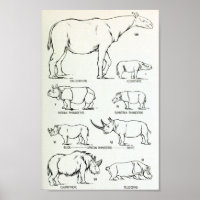 Rhino Size Comparison