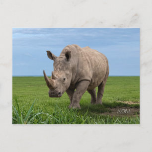 Rhino Standing On Green Hilltop Photo Enlargement Postcard