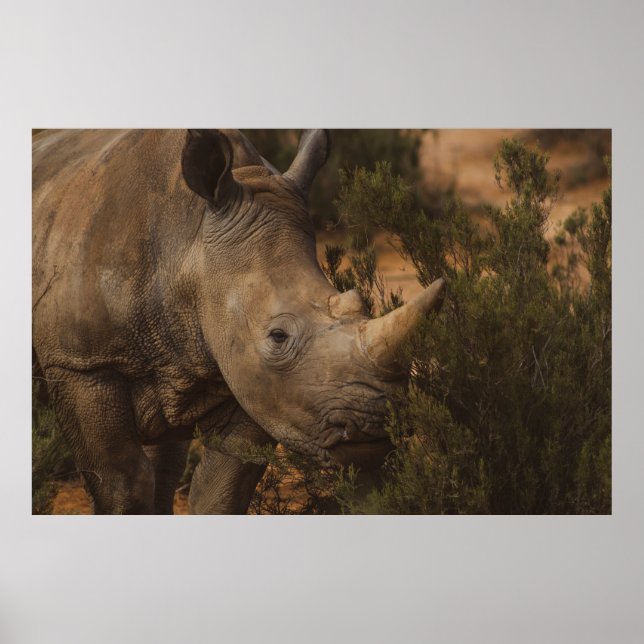 RHINO WILD ANIMALS POSTER (Front)