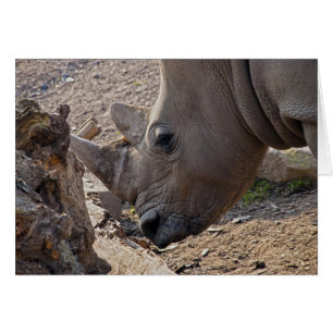 Rhinoceros