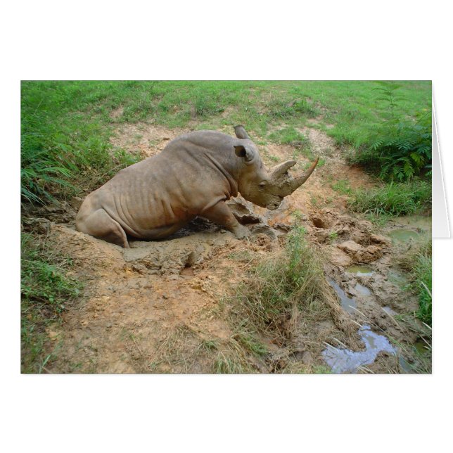 Rhinoceros (Front Horizontal)