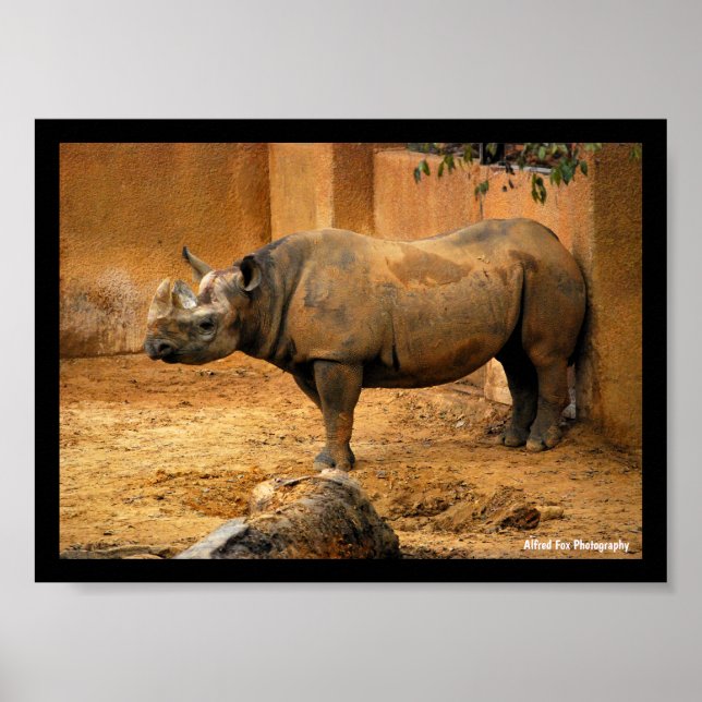 Rhinoceros Back Against the Wall Poster (Front)