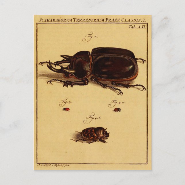 Rhinoceros Beetles Postcard (Front)