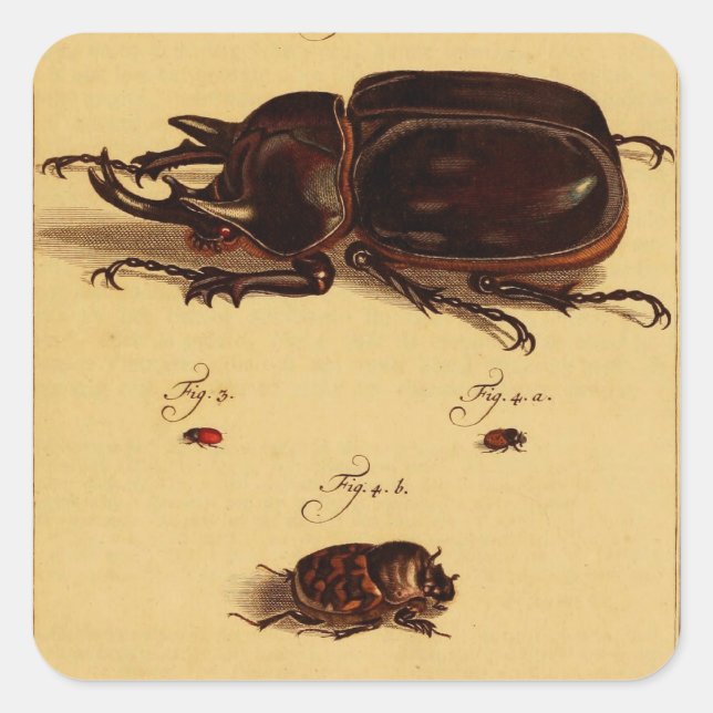 Rhinoceros Beetles Square Sticker (Front)