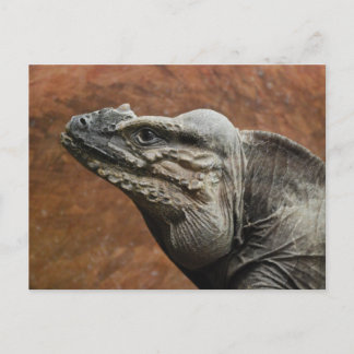 Rhinoceros Iguana Postcard