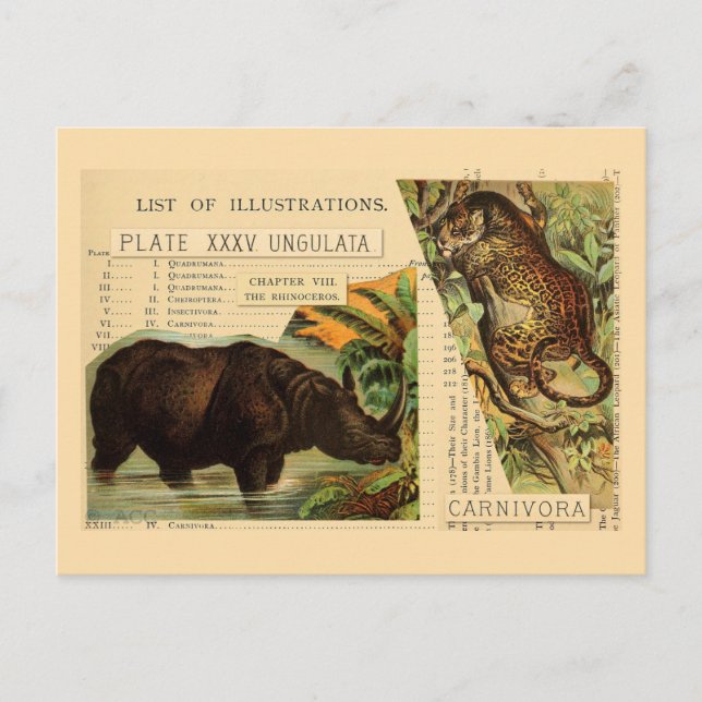 Rhinoceros Jaguar Animal Illustrations Postcard (Front)
