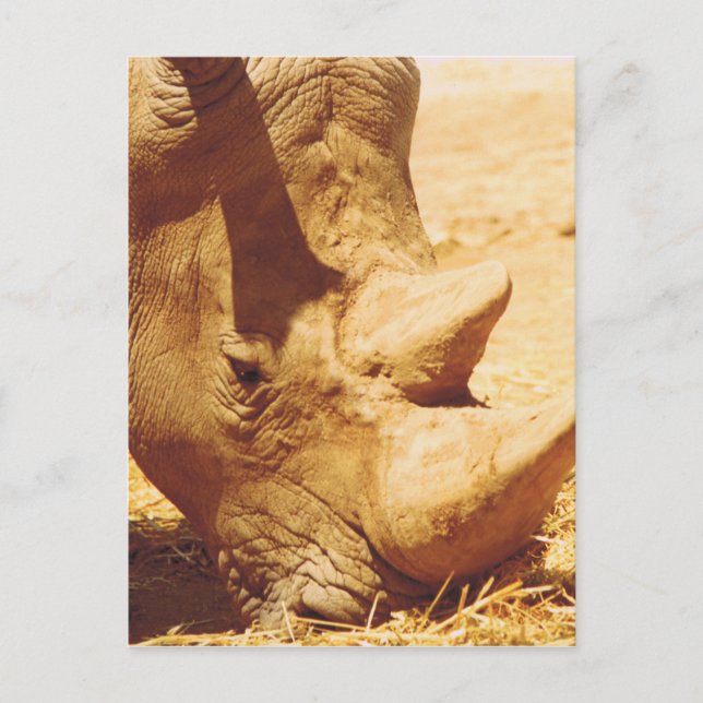 Rhinoceros Love Postcard (Front)