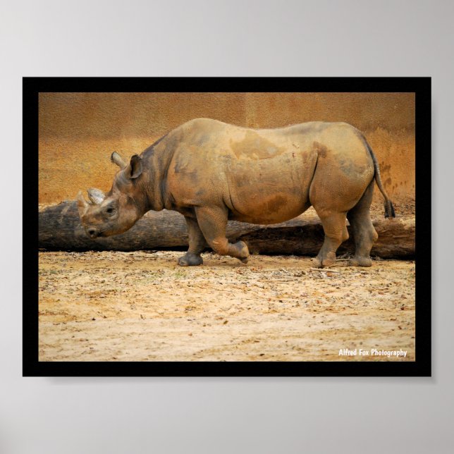 Rhinoceros Portrait Poster (Front)
