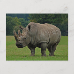 Rhinoceros postcard