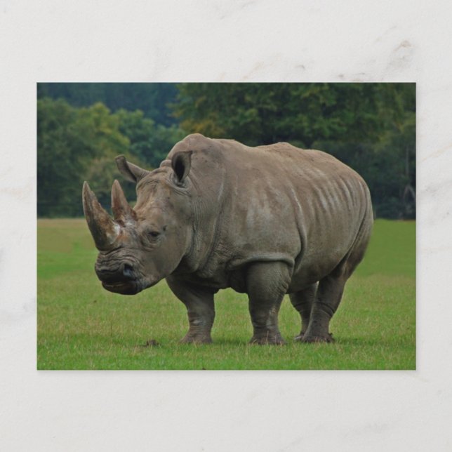 Rhinoceros postcard (Front)