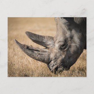 Rhinoceros Postcard
