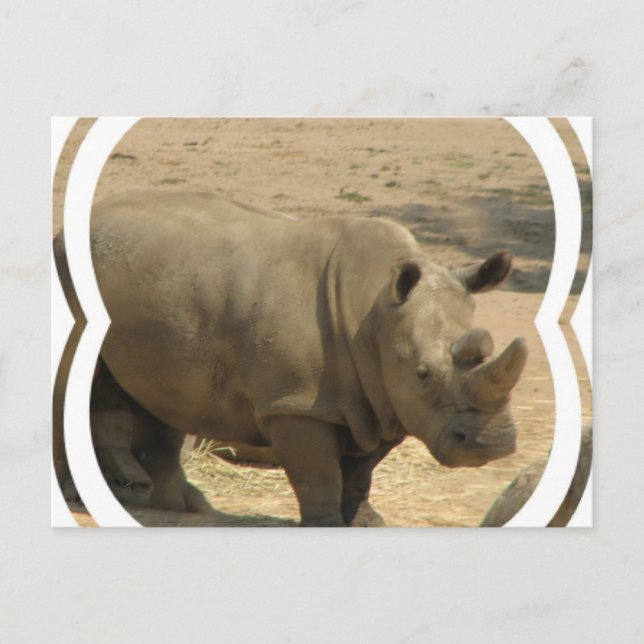 Rhinoceros Postcard (Front)