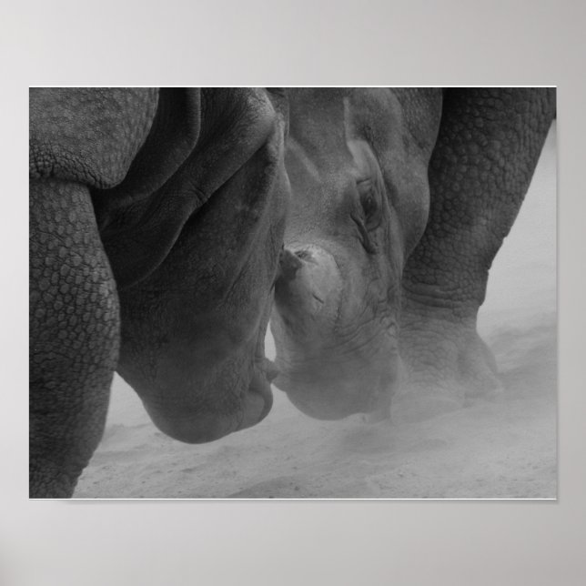 Rhinoceros Settling Poster (Front)