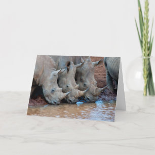 Rhinos drinking water Card