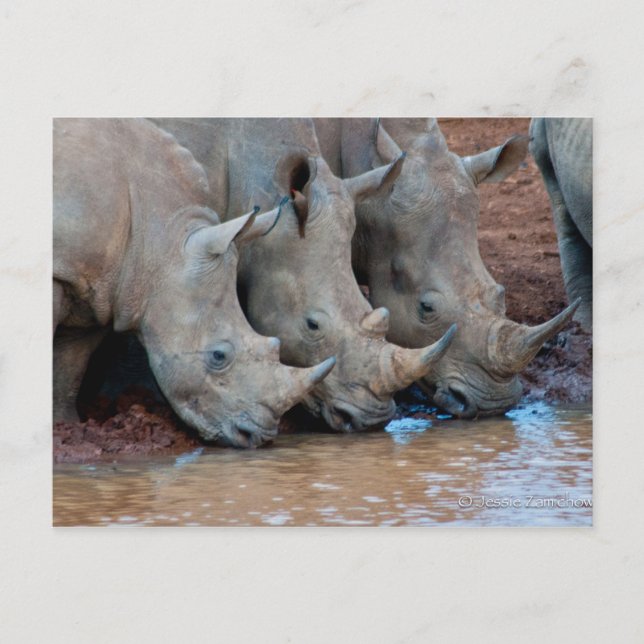 Rhinos drinking water Postcard (Front)