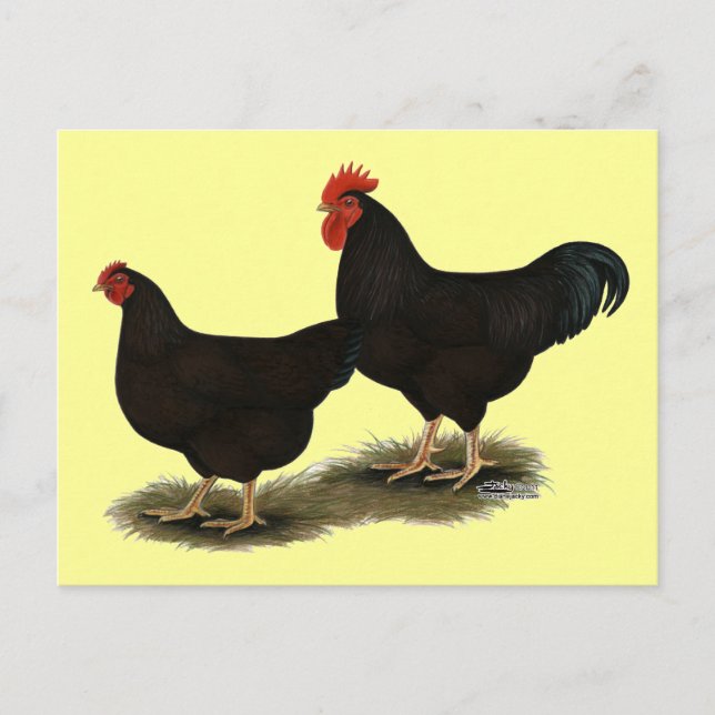 Rhode Island Red Bantams Postcard (Front)