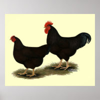 Rhode Island Red Bantams