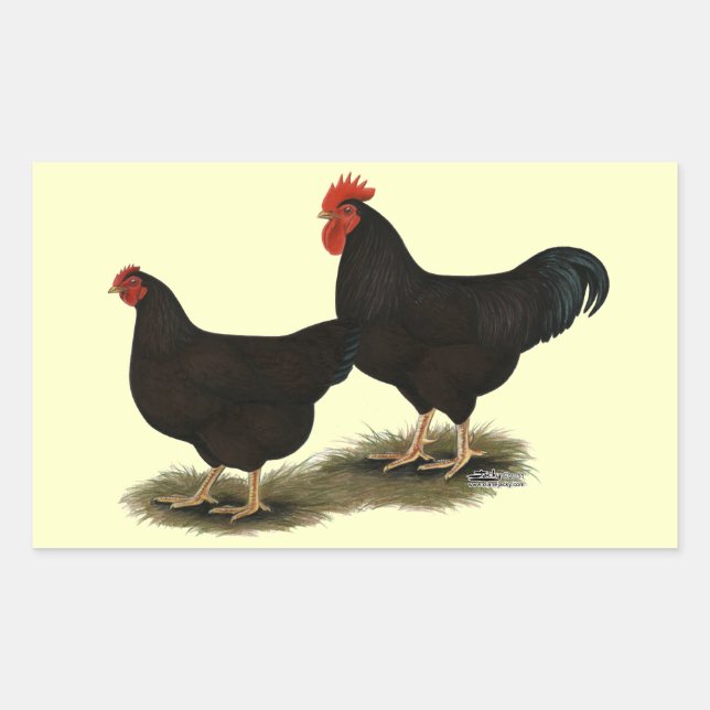 Rhode Island Red Bantams Rectangular Sticker (Front)