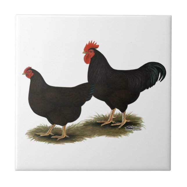 Rhode Island Red Bantams Tile (Front)
