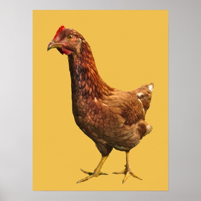 Rhode Island Red Hen Chicken Poster (Front)